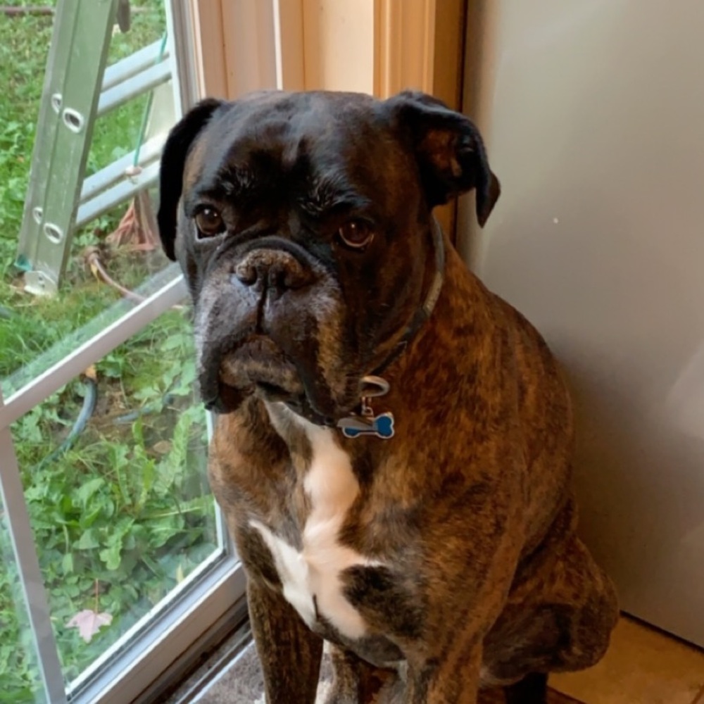 Meet your Posher, Bailey